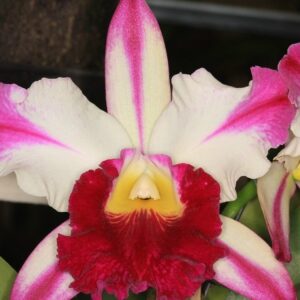 BLC. ANN CLEO STAR AND STRIPES CORTE ADULTO