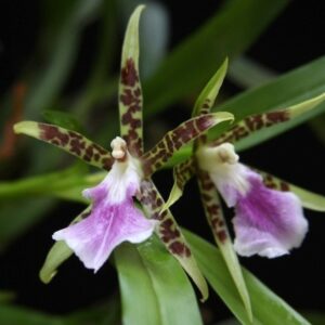 ASPASIA LUNATA ADULTA