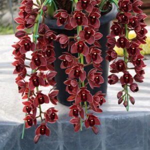 CYMBIDIUM LATOYA MUDA DE 10 A 15 CM