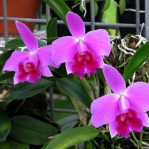 LAELIA PUMILA BLACK DIAMOND - CORTE ADULTO
