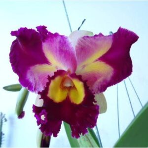 BLC CHINESE BEAUTY HEI CHU X BLC GEORGE KING  PRÉ ADULTA