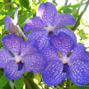 FUCHS DELIGHT BLUE  PRÉ ADULTA