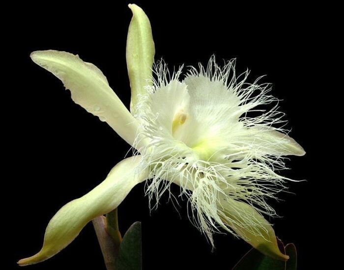 brassavola digbyana 1 1