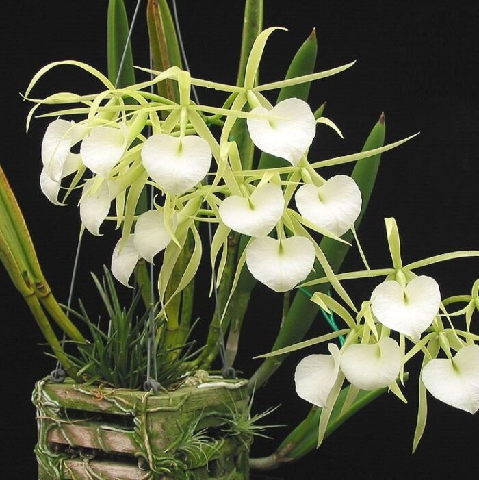 brassavola nodosa 633 1 20200531191857 1
