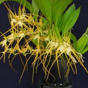 BRASSIA CHLOROLEUCA