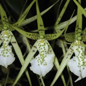 BRASSIA VERRUCOSA