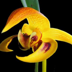 BULBOPHYLLUM DEAREI