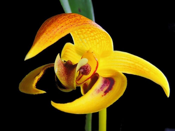 bulbophyllum dearei 1