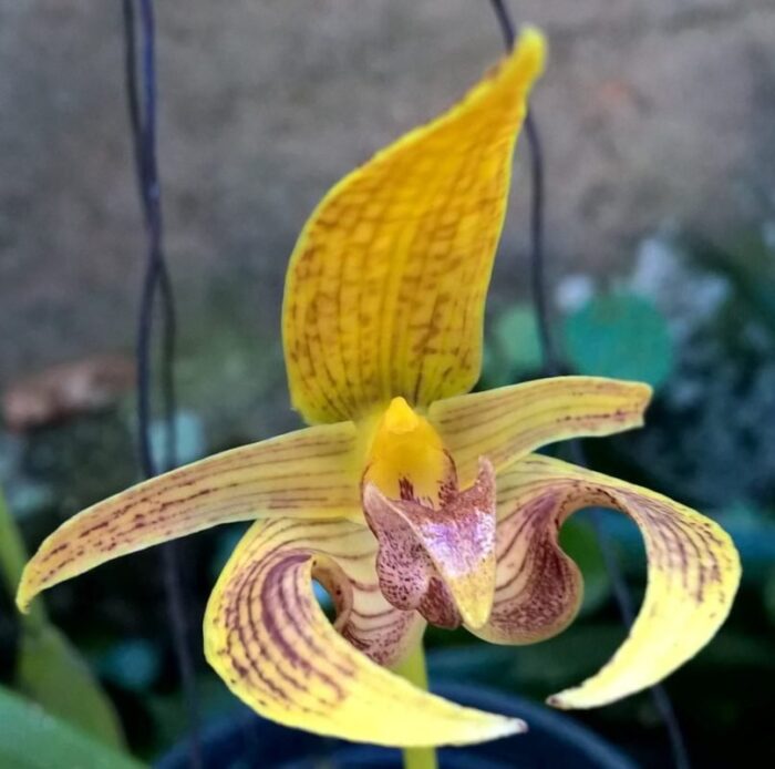 bulbophyllum wilmar galaxy 1 1
