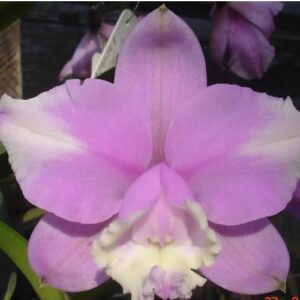 C. LODDIGESI AQUINI X SELF ADULTA