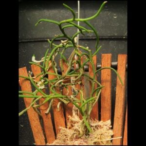 CAMPYLOCENTRUM ACICULATUM C/SUPORTE