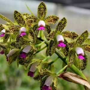 C.GUTTATA CHOCOLATE MUITAS PINTAS  MUDA