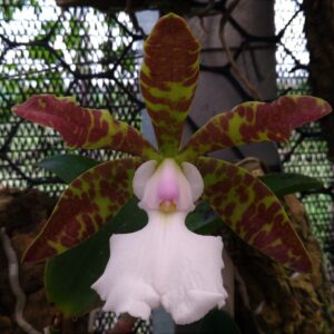 CATTLEYA ACLANDIAE ALBENSES CAROLYNE -  PRÉ ADULTA