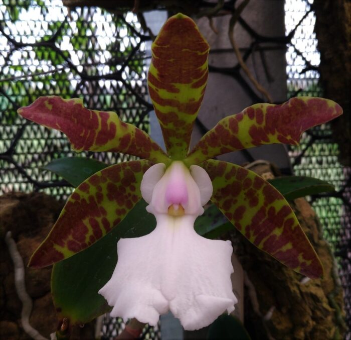 cattleya aclandiae albescens leticia self 2 anos p florir D NQ NP 774271 MLB27617474231 062018 F 1
