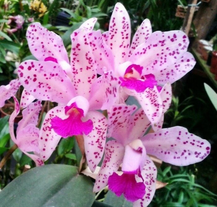 cattleya amethystoglossa adulta d nq np 614285 mlb27029180936 032018 f1 f0830e873f6b14dd9715918338840523 1024 1024 1
