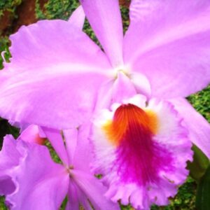 BLC. AMANGE  PRÉ ADULTA