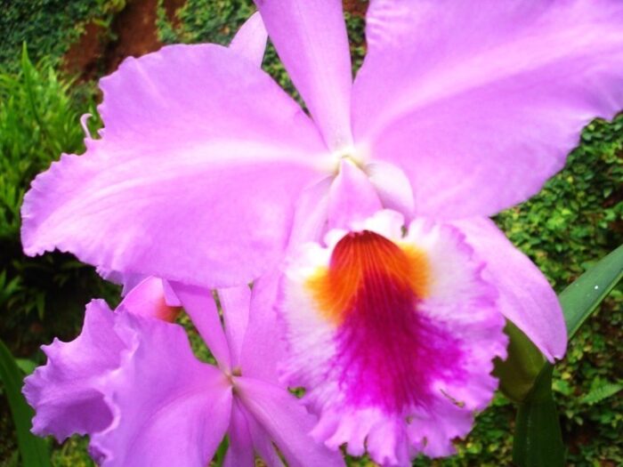 cattleya labiata dia do orquidofilo 2
