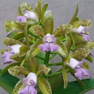 C. LEOPOLDI SEMI ALBA COERULEA X SELF