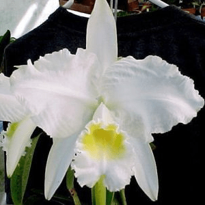 CATTLEYA LUEDMANNIANA ALBA - ADULTA