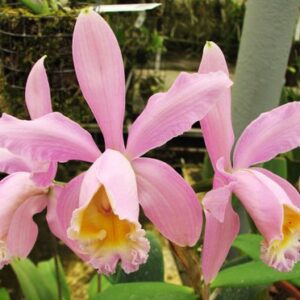 C.FORBESII BOA X C.INTERMEDIA TIPO (= C.ISABELLAE) MUDA