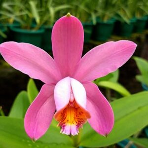 C VENOSA NBS