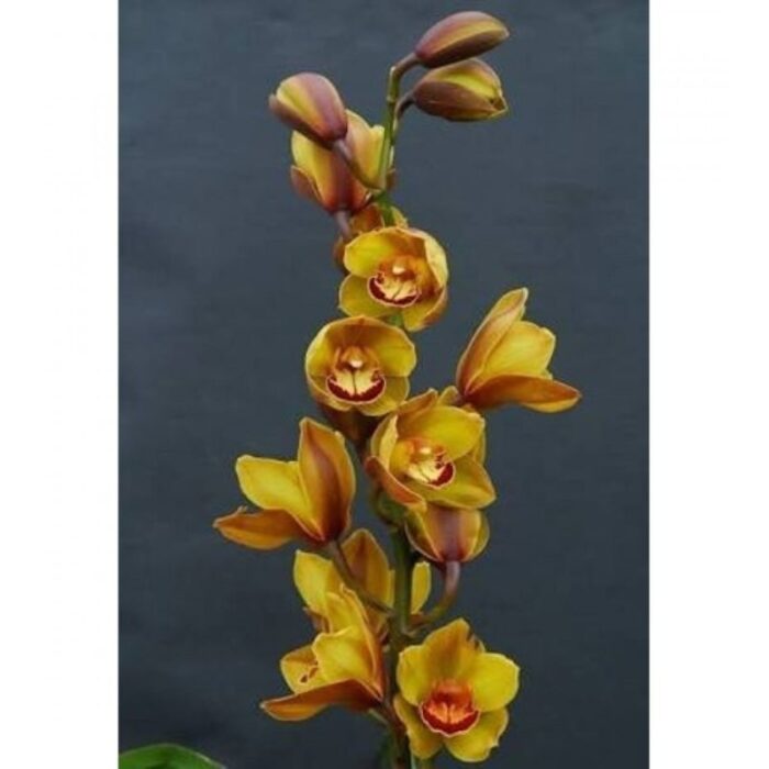 cimbidium mostarda 1