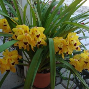 CIMBYDIUM GOLDEN YELLOW MUDA 10 A 20 CM