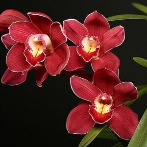 CIMBYDIUM  PRÉNCESS NOBUKO MUDA 10 A 20 CM