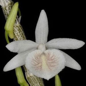 DENDROBIUM CRETACEUM
