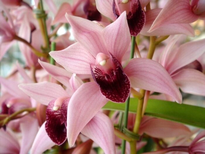 cymbidium devon wine 1