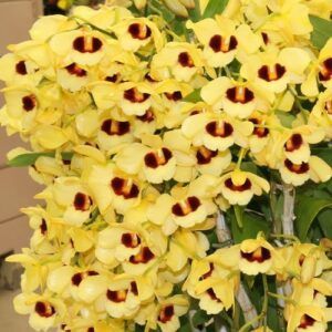 DENDROBIUM GATTON SUNRAY ADULTO
