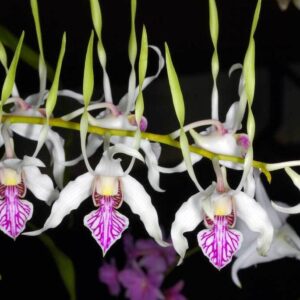 DENDROBIUM ANTENATUM -  PRÉ ADULTA