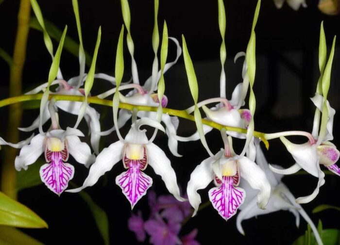 dendrobium antennatum 1 1