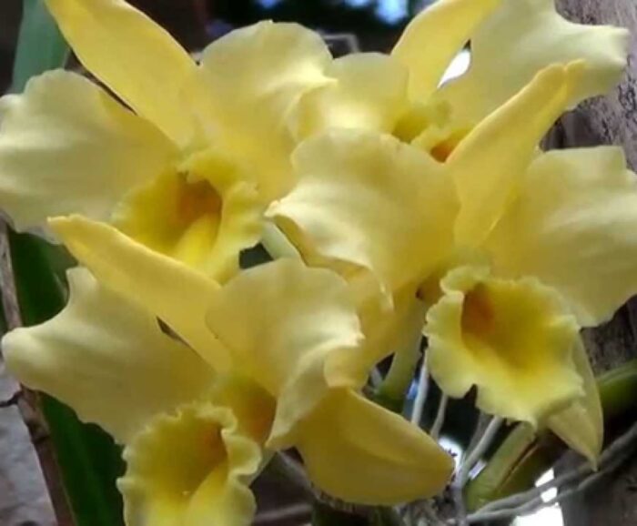 dendrobium nobile amarelo 1