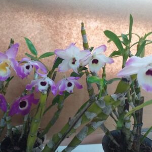 DENDROBIUM NOBILE ADULTA