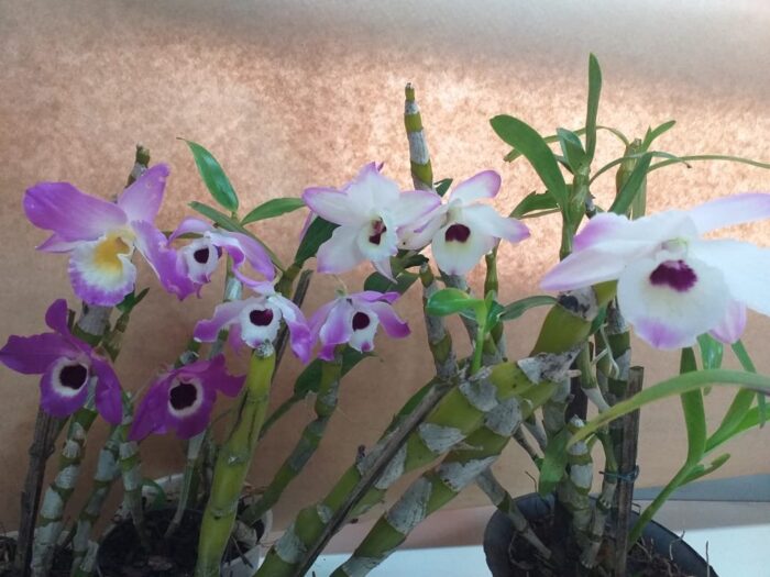 dendrobium nobile misto 3