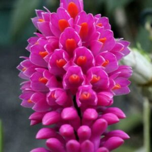 DENDROBIUM SECUNDUM ADULTO