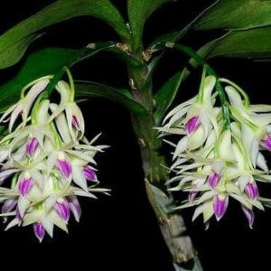 DENDROBIUM AMETISTOGLOSSUM MUDA 5 A 10 CM
