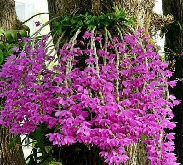 dendrobium anosmum 1 271e3d4a052e3c831d323ae964183758 1024 1024 1