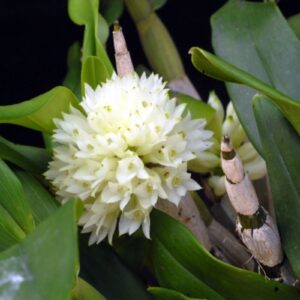 DENDROBIUM PURPUREUM ALBA ADULTA