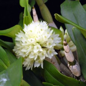 DENDROBIUM PURPUREUM ALBUM MUDA