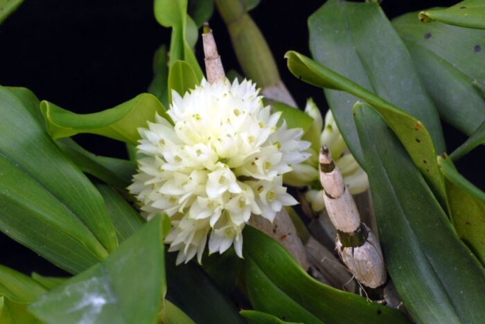 dendrobium purpureum album 2 5