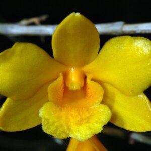 DENDROBIUM HANCOCKII MUDA