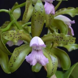 CATTLEYA LEOPOLDI COERULEA -  PRÉ ADULTA
