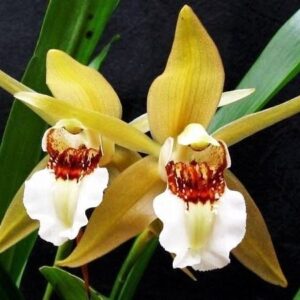 COELOGYNE LAWRENCEANA MUDA