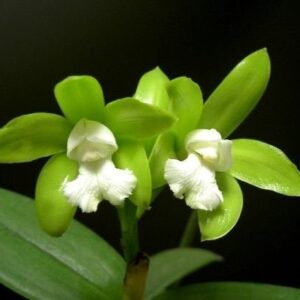 CATLEYA GUTATA ALBA MUDA 5 A 10 CM