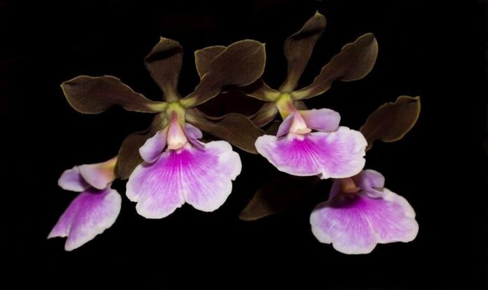 encyclia randii 1