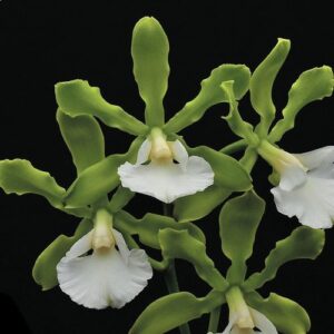 ENCICLIA RANDI ALBA - ADULTA
