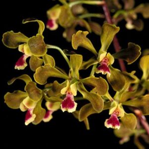 ENCYCLIA GALLOPAVINA X SIB MUDA 5 A 10 CM