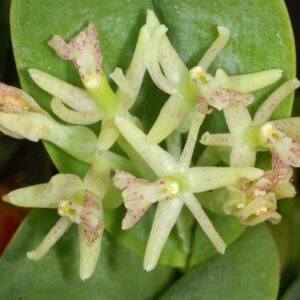 EPIDENDRUM VEZICATUM X SPICATUM MUDA 5 A 10 CM